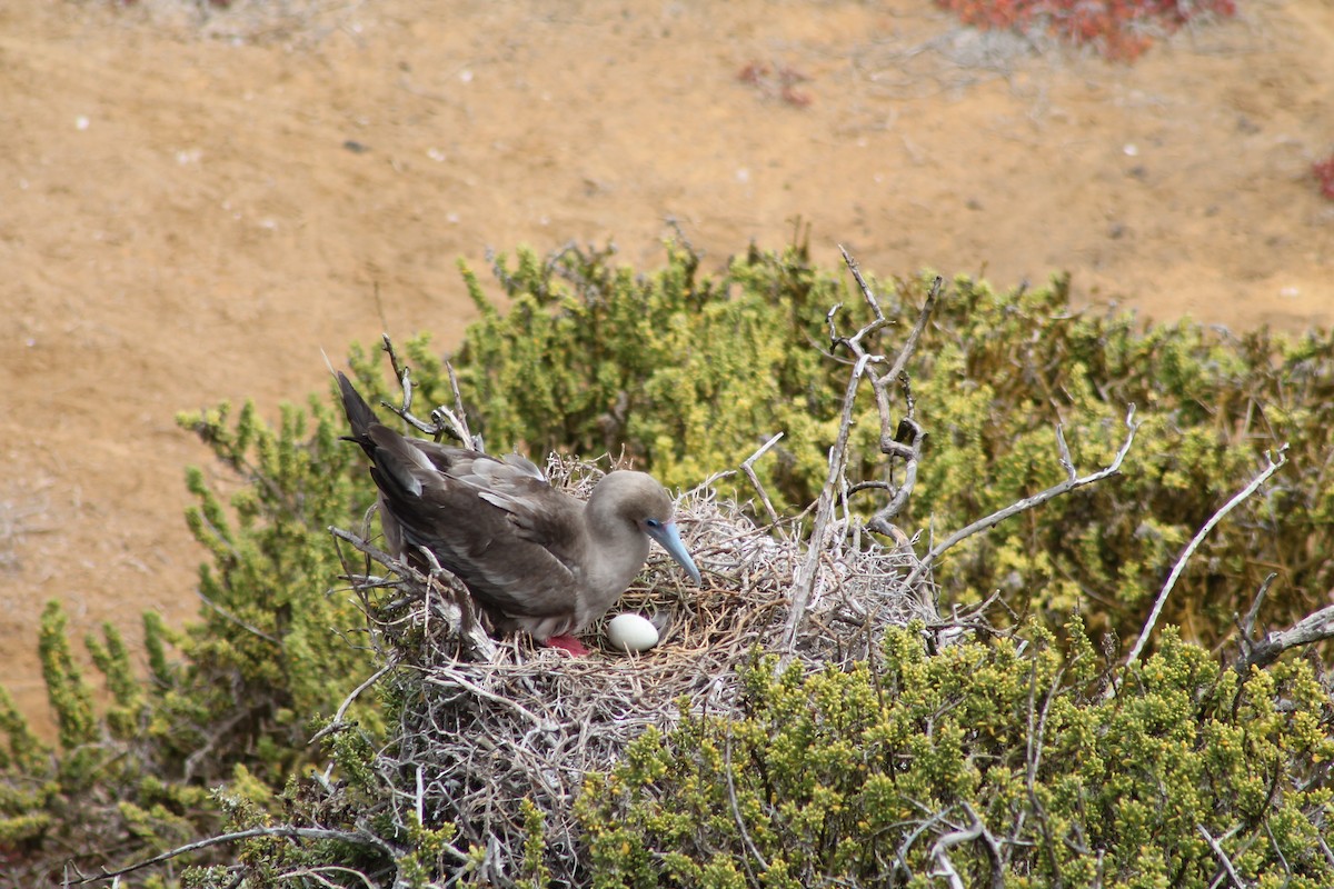 Red-footed Booby - ML611927110