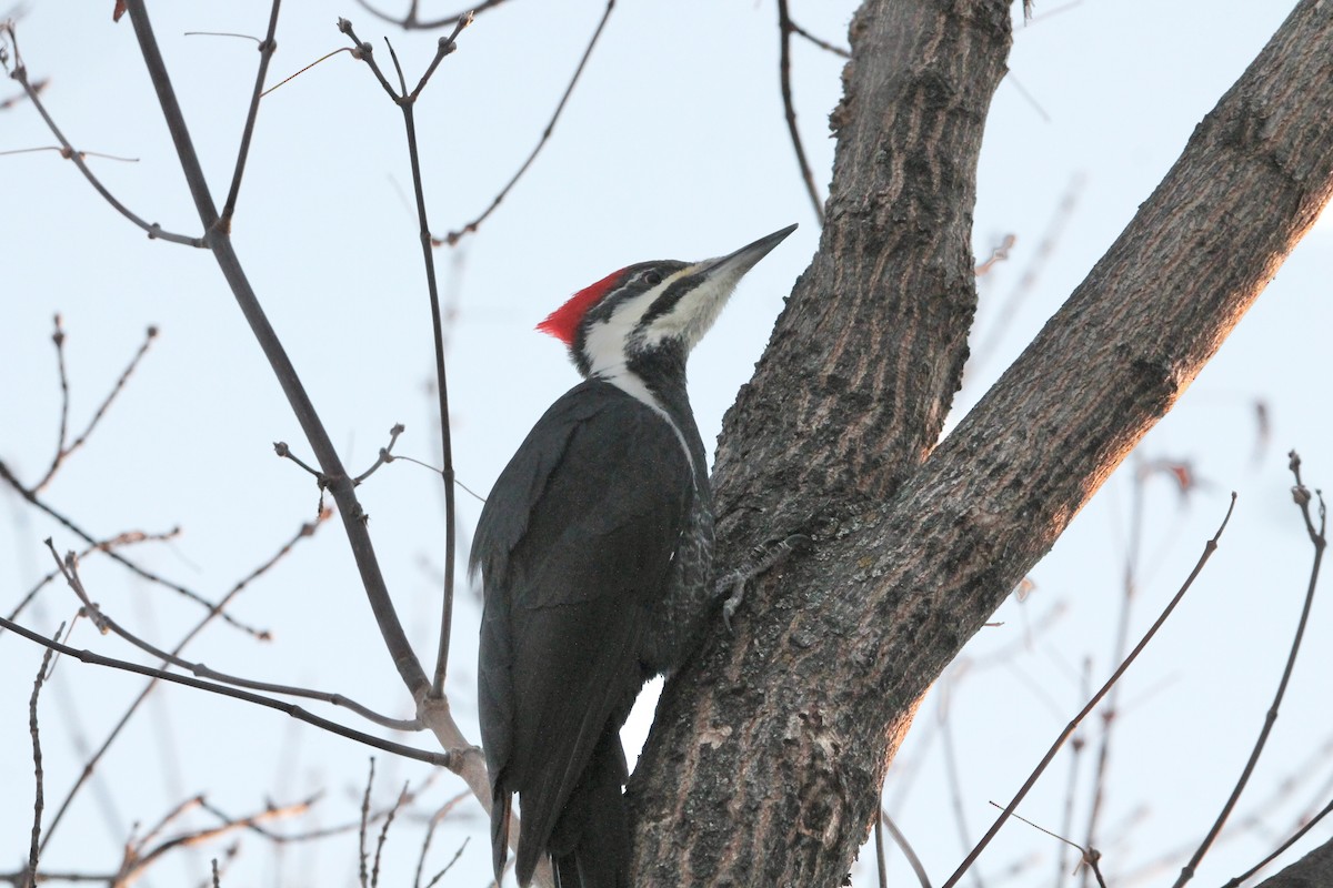 Pileated Woodpecker - ML611927133