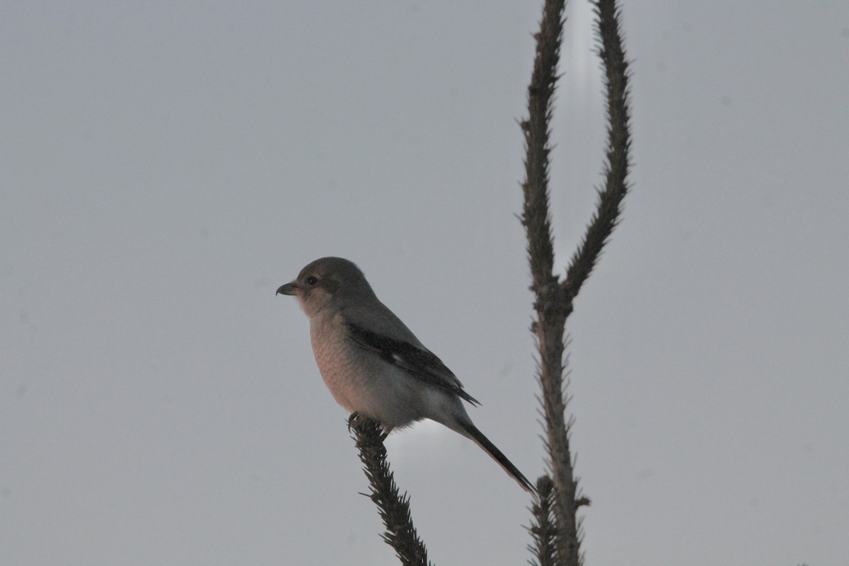 Northern Shrike - ML611927148