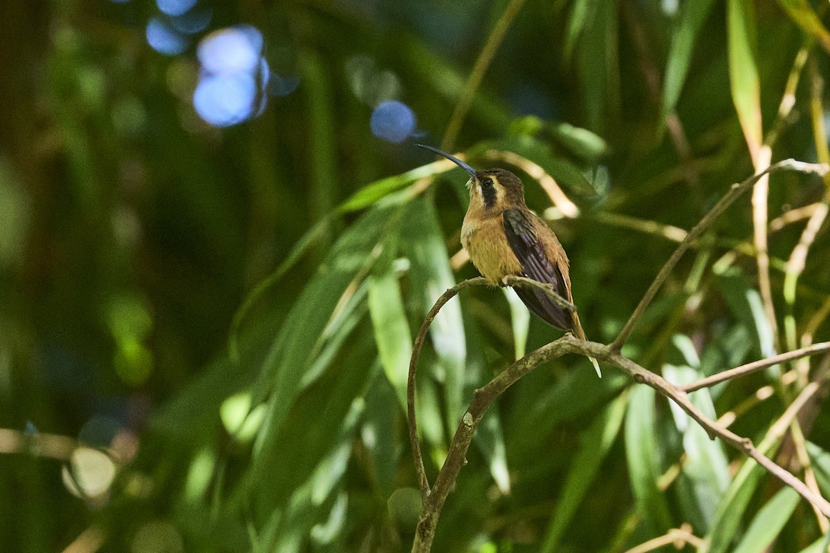 Пестрогорлый колибри-отшельник - ML611927169