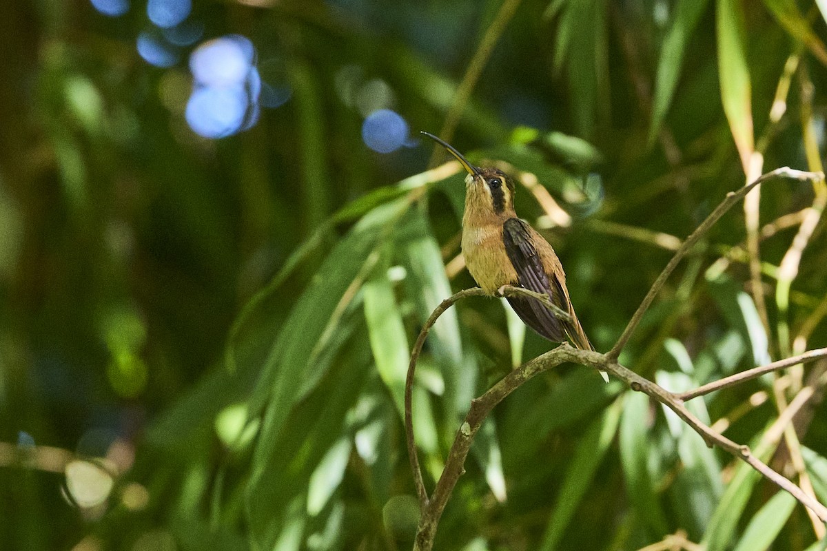 Пестрогорлый колибри-отшельник - ML611927170