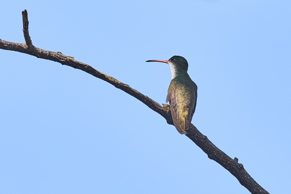Green-fronted Hummingbird - ML611927265