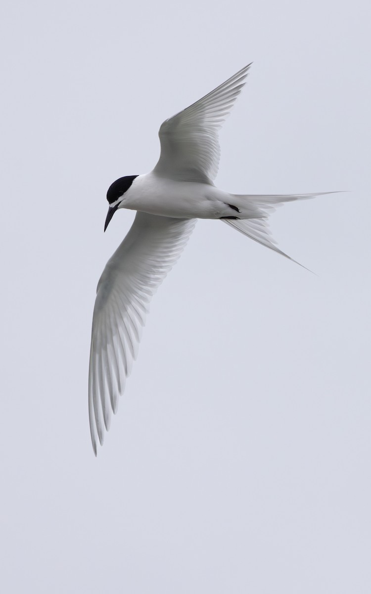 White-fronted Tern - Simon Binzegger