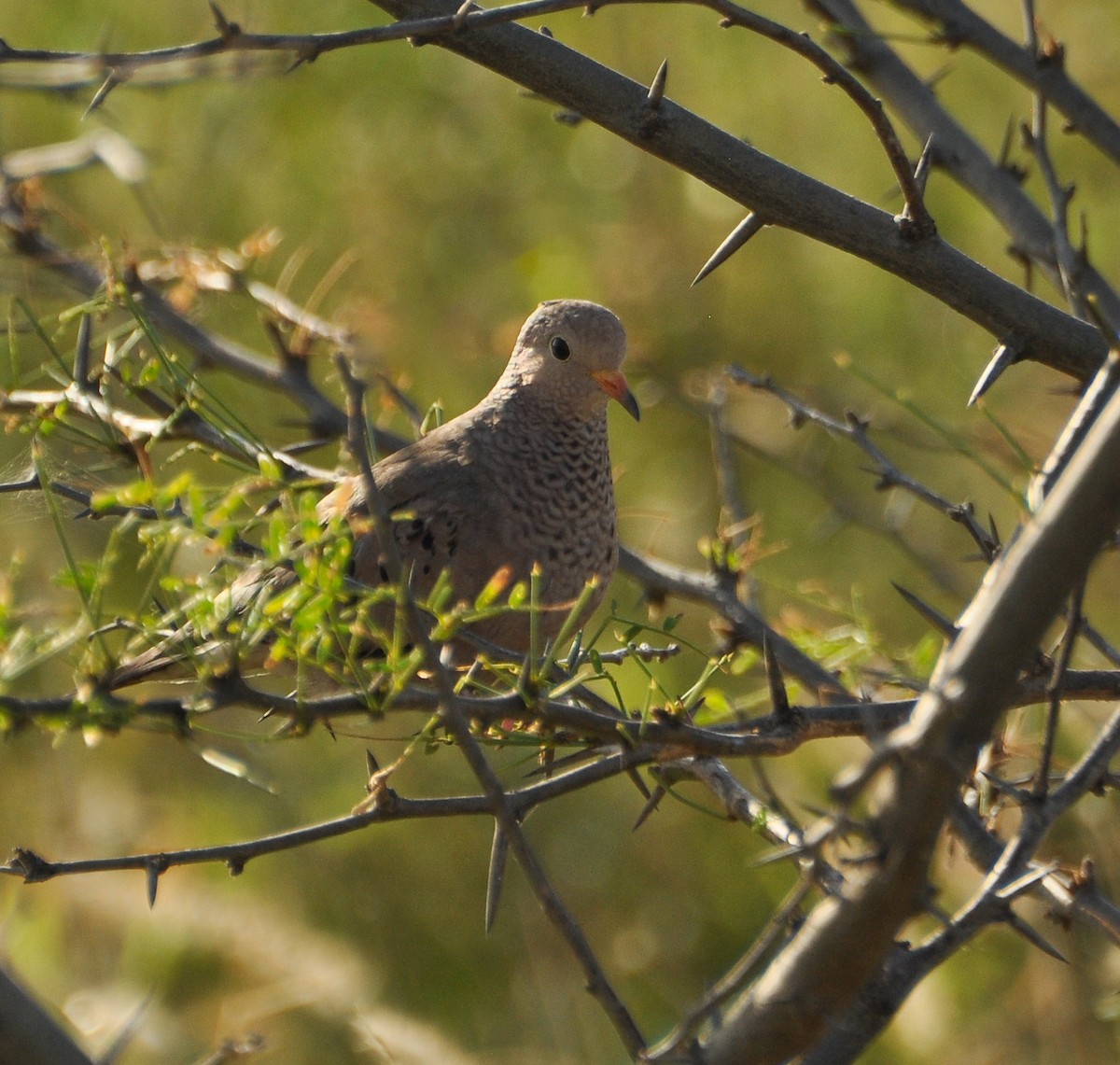 Common Ground Dove - ML611927359