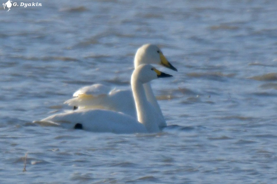 Tundra Swan (Bewick's) - ML611927372