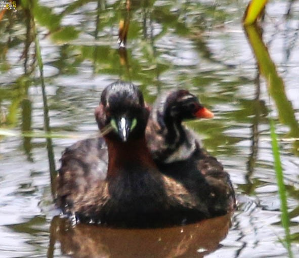 Little Grebe - ML611927429