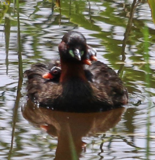 Little Grebe - ML611927431