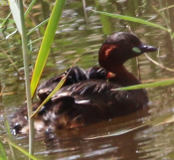 Little Grebe - ML611927435