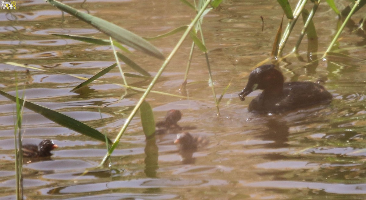 Little Grebe - ML611927442