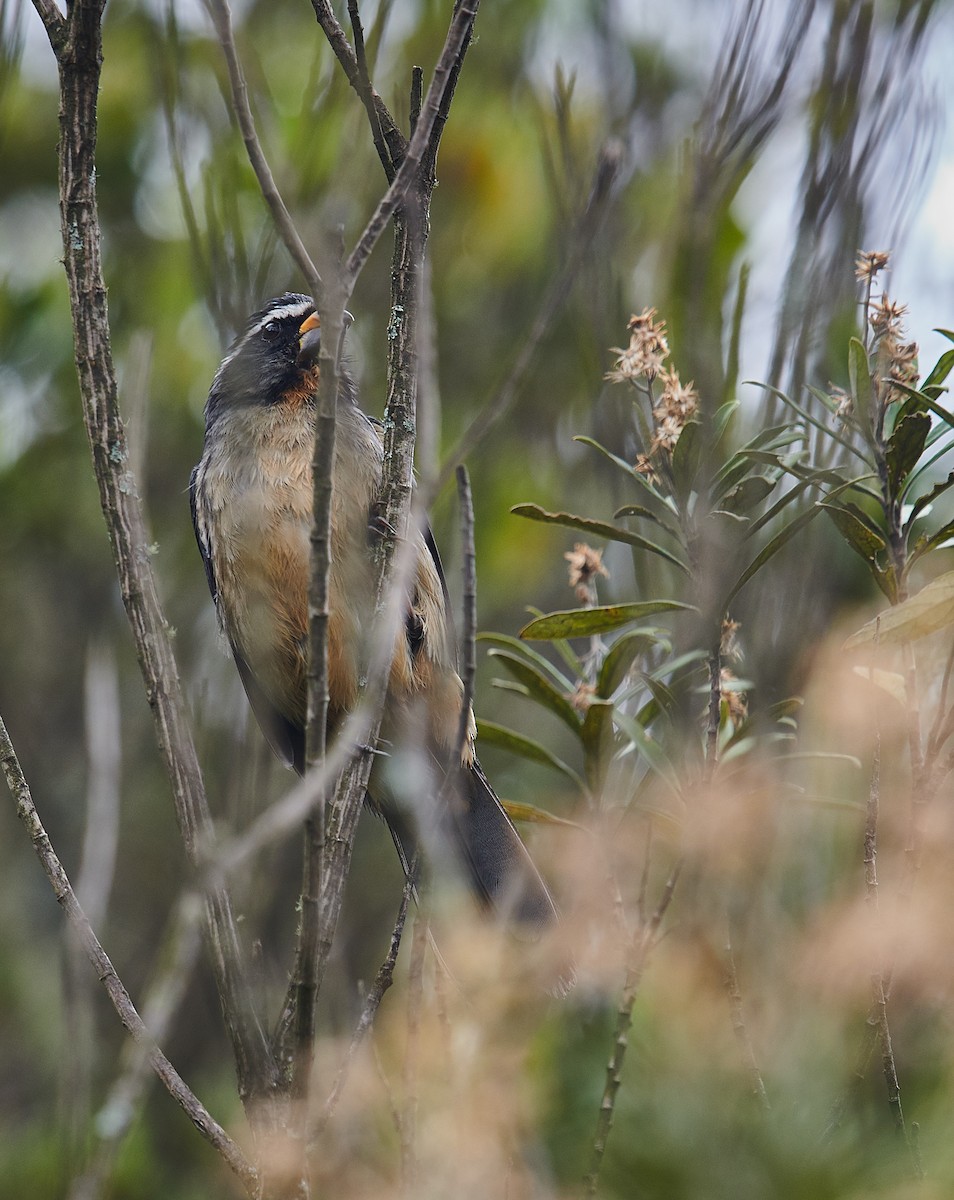 Thick-billed Saltator - Nick Hamatake