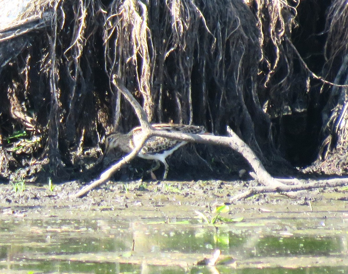 Latham's Snipe - ML611927568