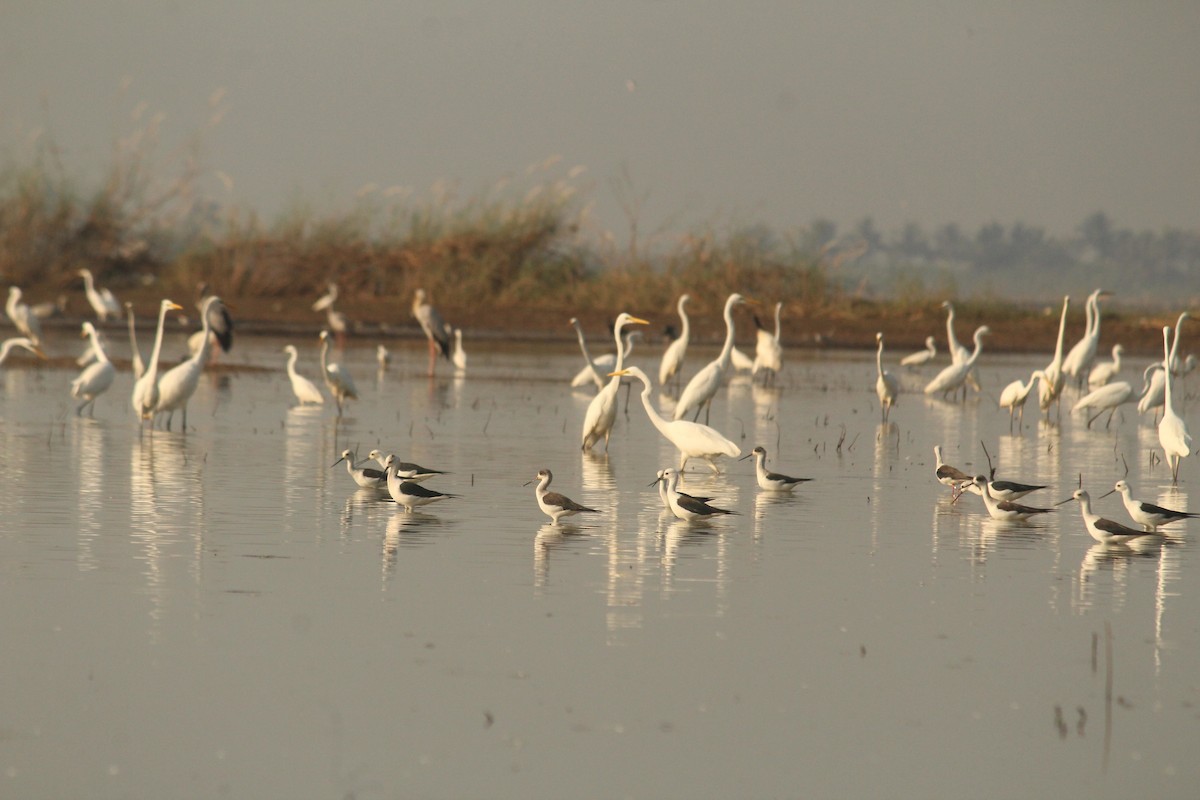 Great Egret - ML611927633