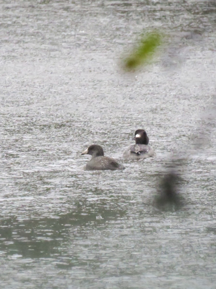 American Coot - ML611927793