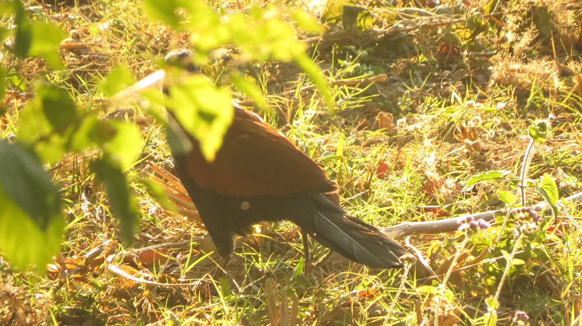 Greater Coucal - ML611927836