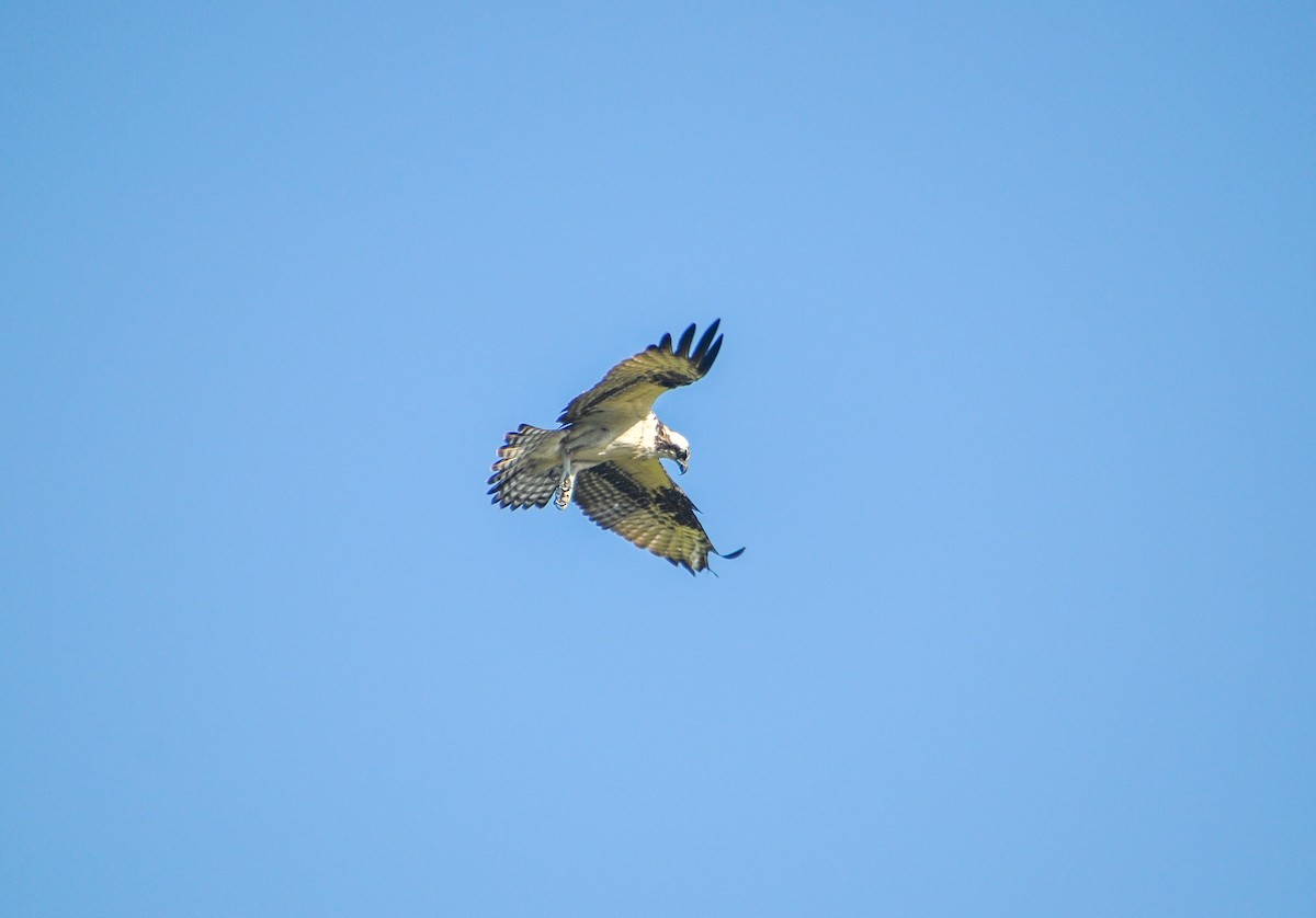 Balbuzard pêcheur - ML611927857