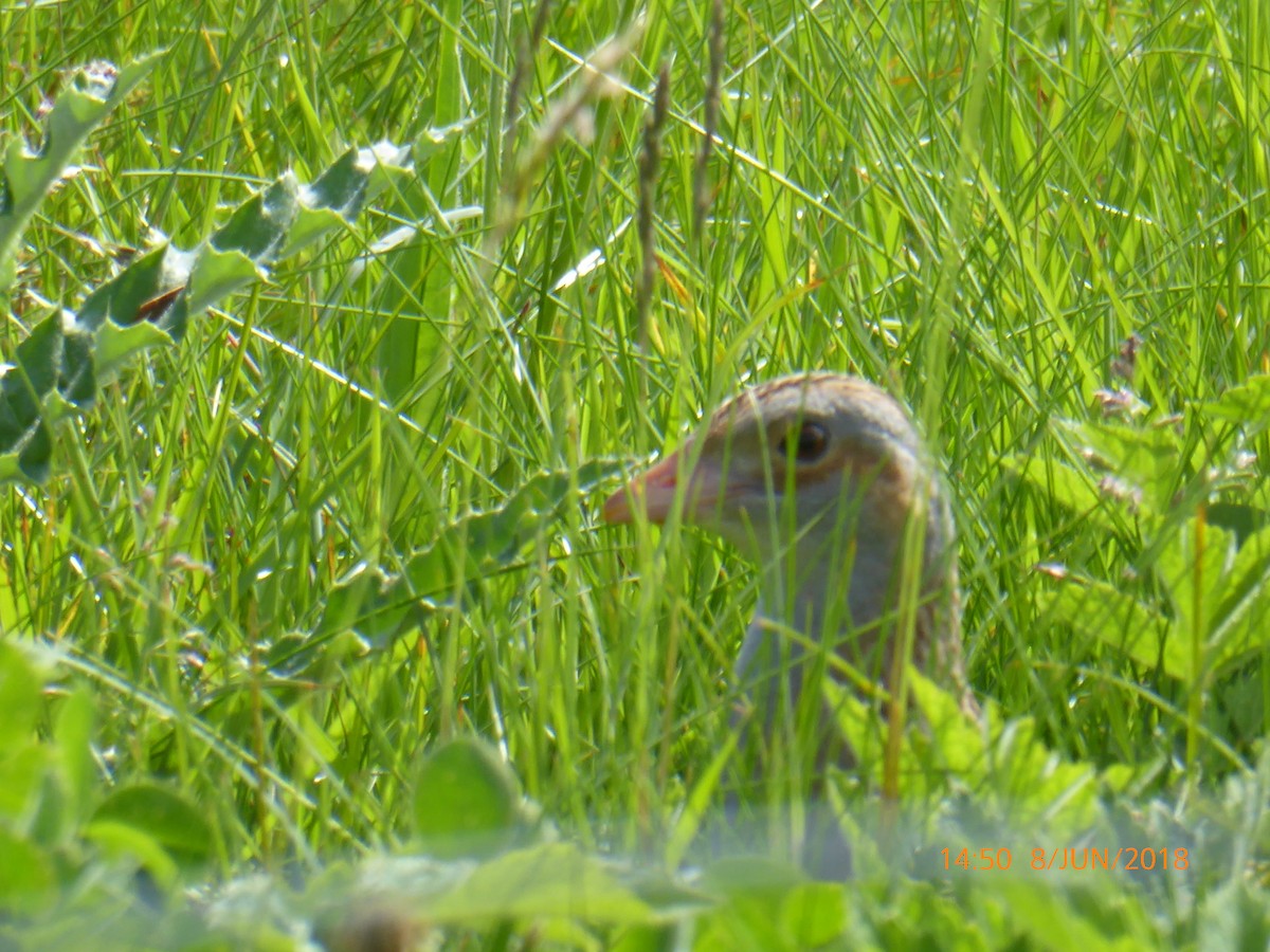 Corn Crake - James MacGregor