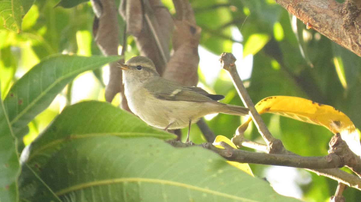 Ashy Prinia - ML611927880