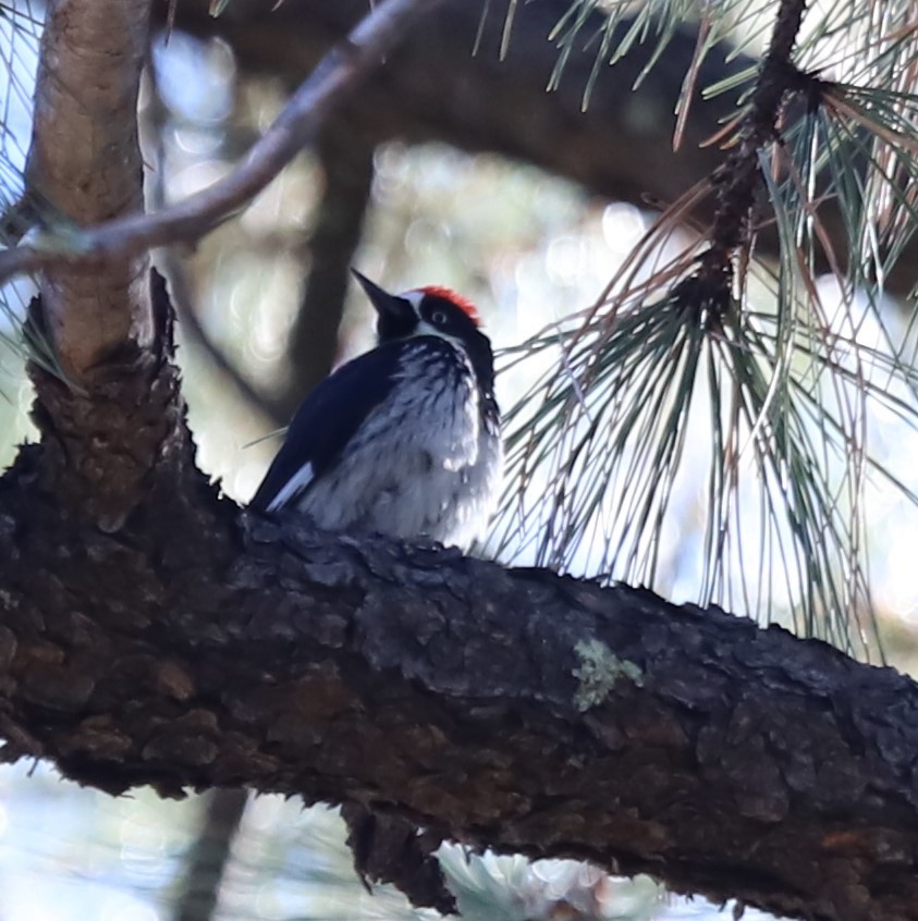 Acorn Woodpecker - ML611927940