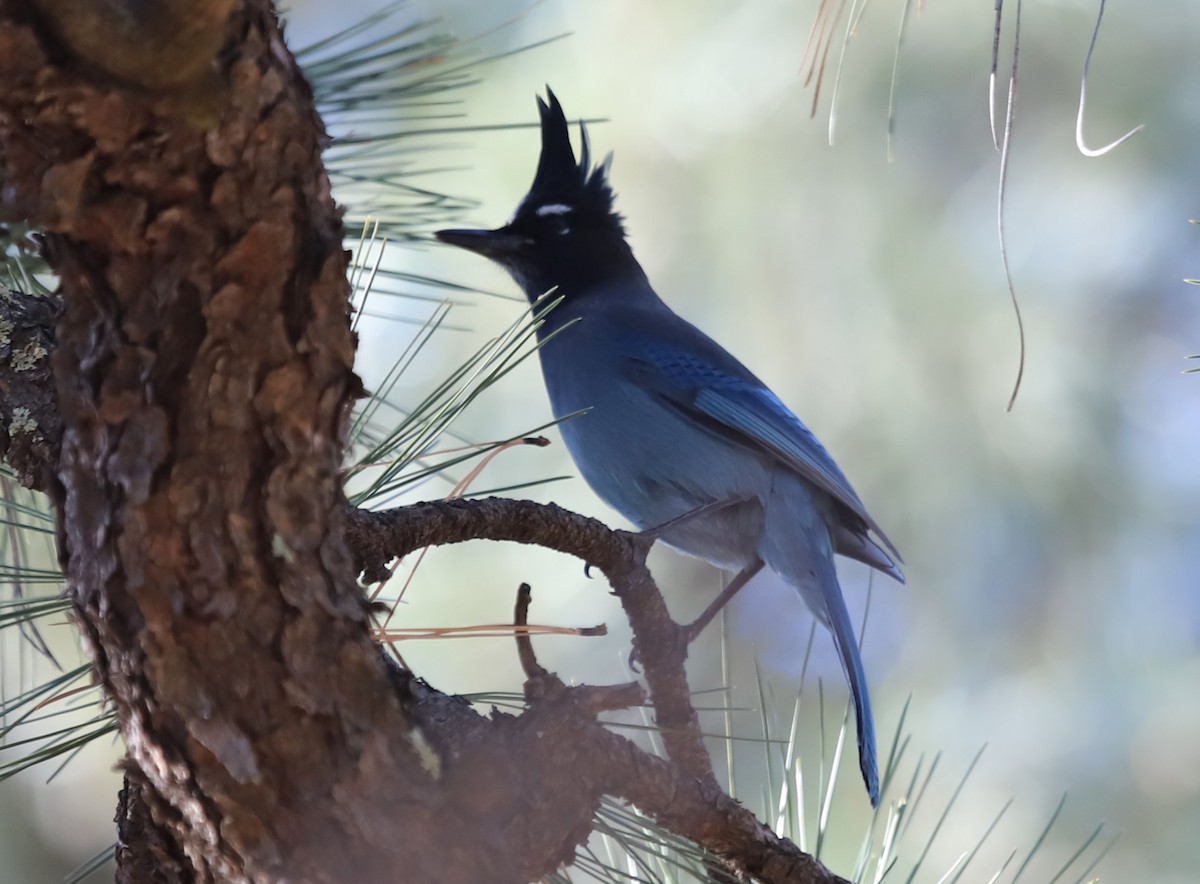 Steller's Jay - ML611927946