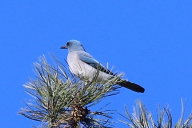 Mexican Jay - ML611927951