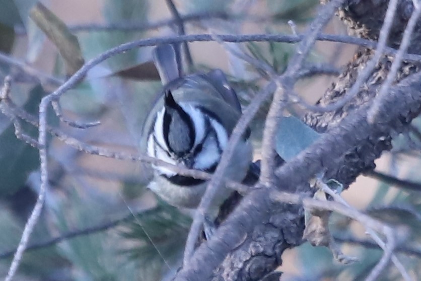 Bridled Titmouse - ML611927962