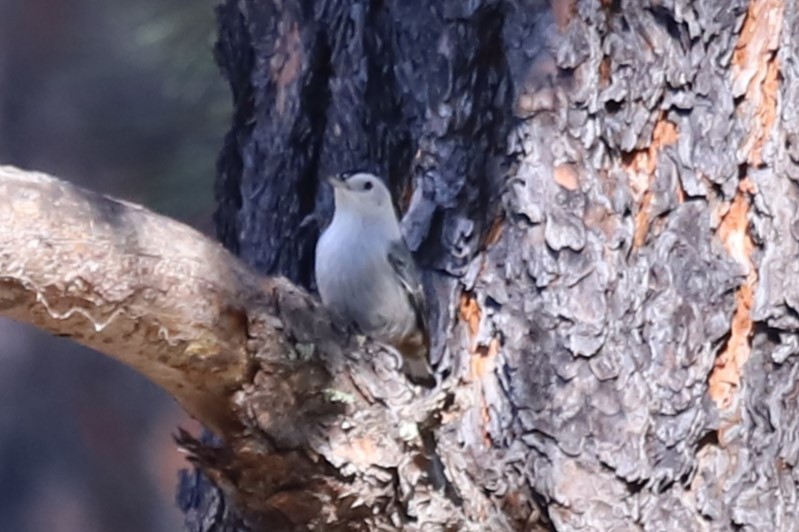 White-breasted Nuthatch - ML611927969