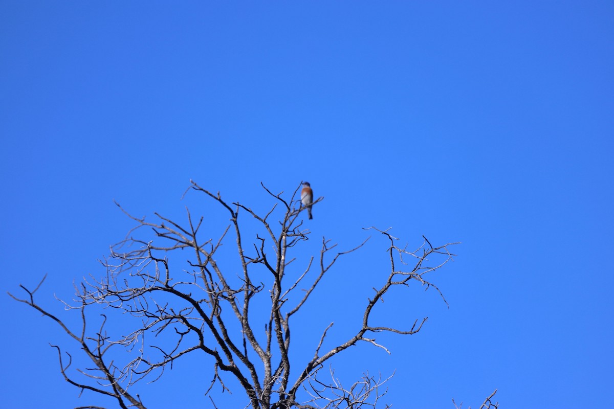 Western Bluebird - ML611927972