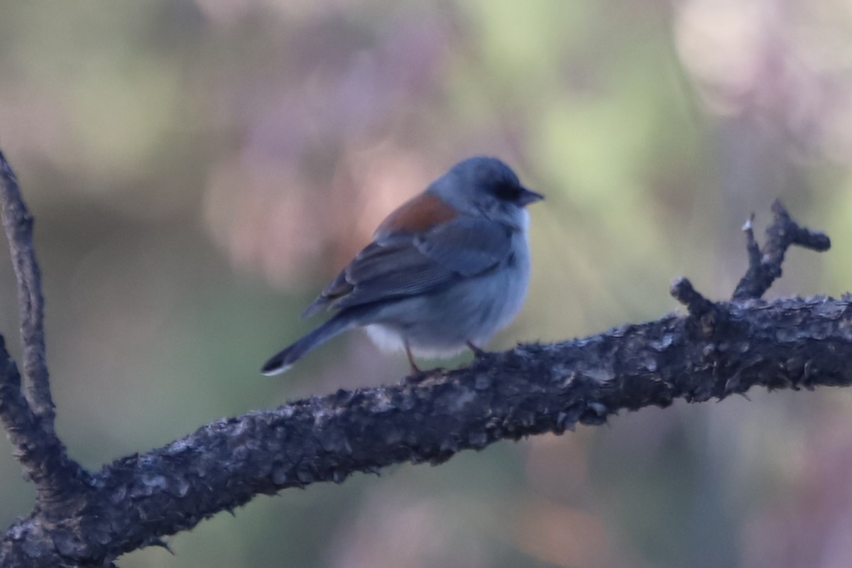 Dark-eyed Junco - ML611927977