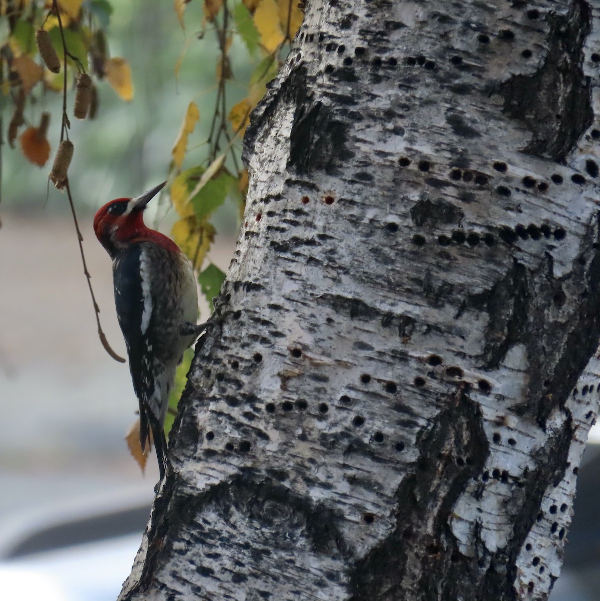 Red-breasted Sapsucker - ML611927979