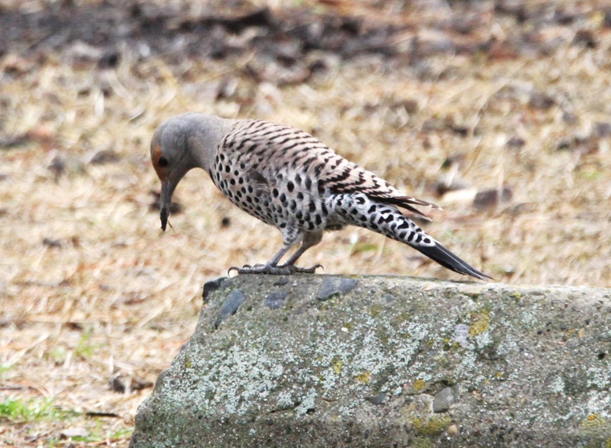 Northern Flicker (Red-shafted) - ML611928005