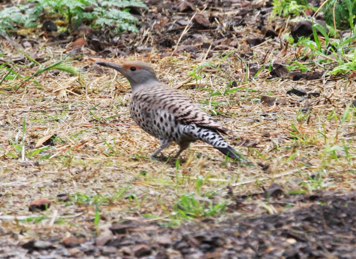 Northern Flicker (Red-shafted) - ML611928007