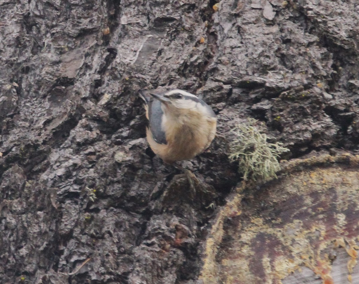 Red-breasted Nuthatch - ML611928014