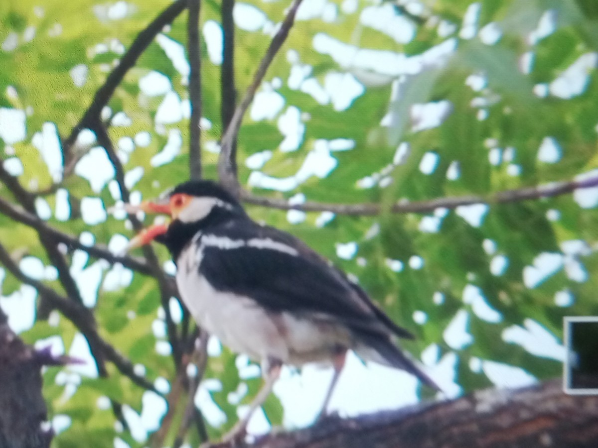 Indian Pied Starling - ML611928066
