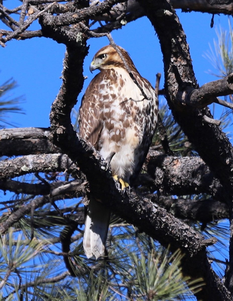 Red-tailed Hawk - ML611928069
