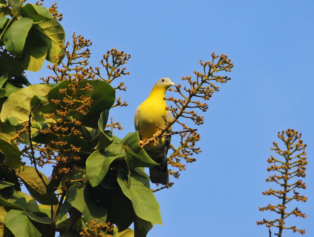 Yellow-footed Green-Pigeon - ML611928094