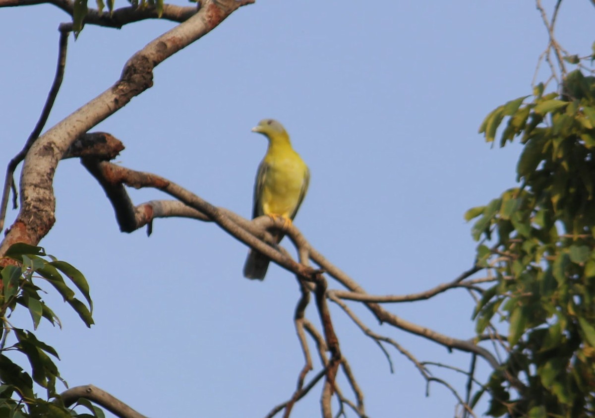 Yellow-footed Green-Pigeon - GOWTHAMI N