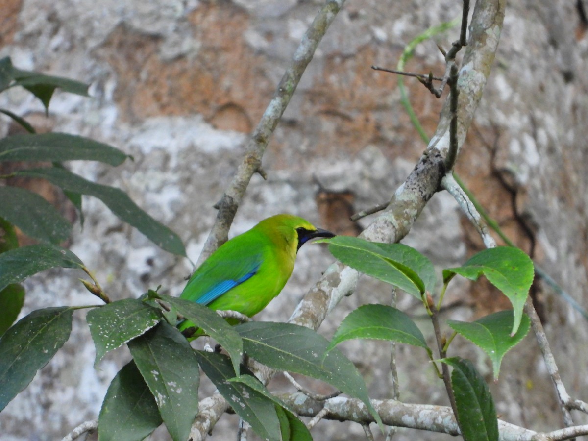 Blauflügel-Blattvogel - ML611928111