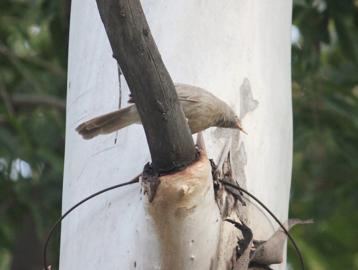 Jungle Babbler - ML611928119