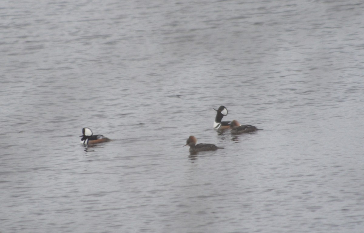 Hooded Merganser - Kate Martin