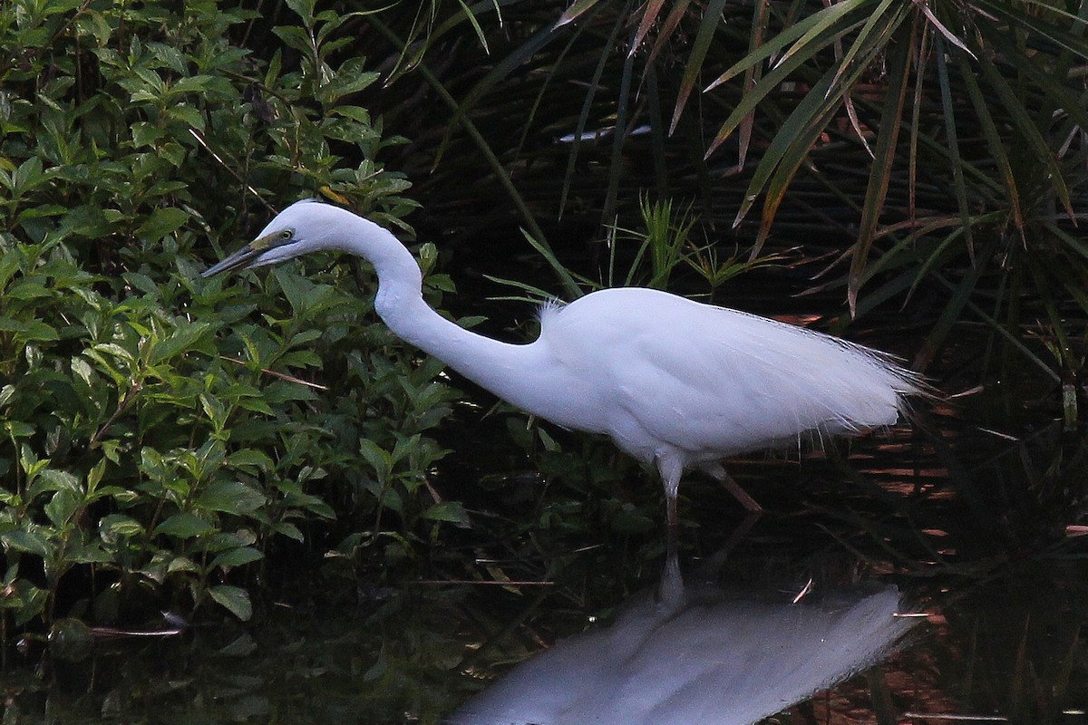 Great Egret - Barbara & Brian O'Connor