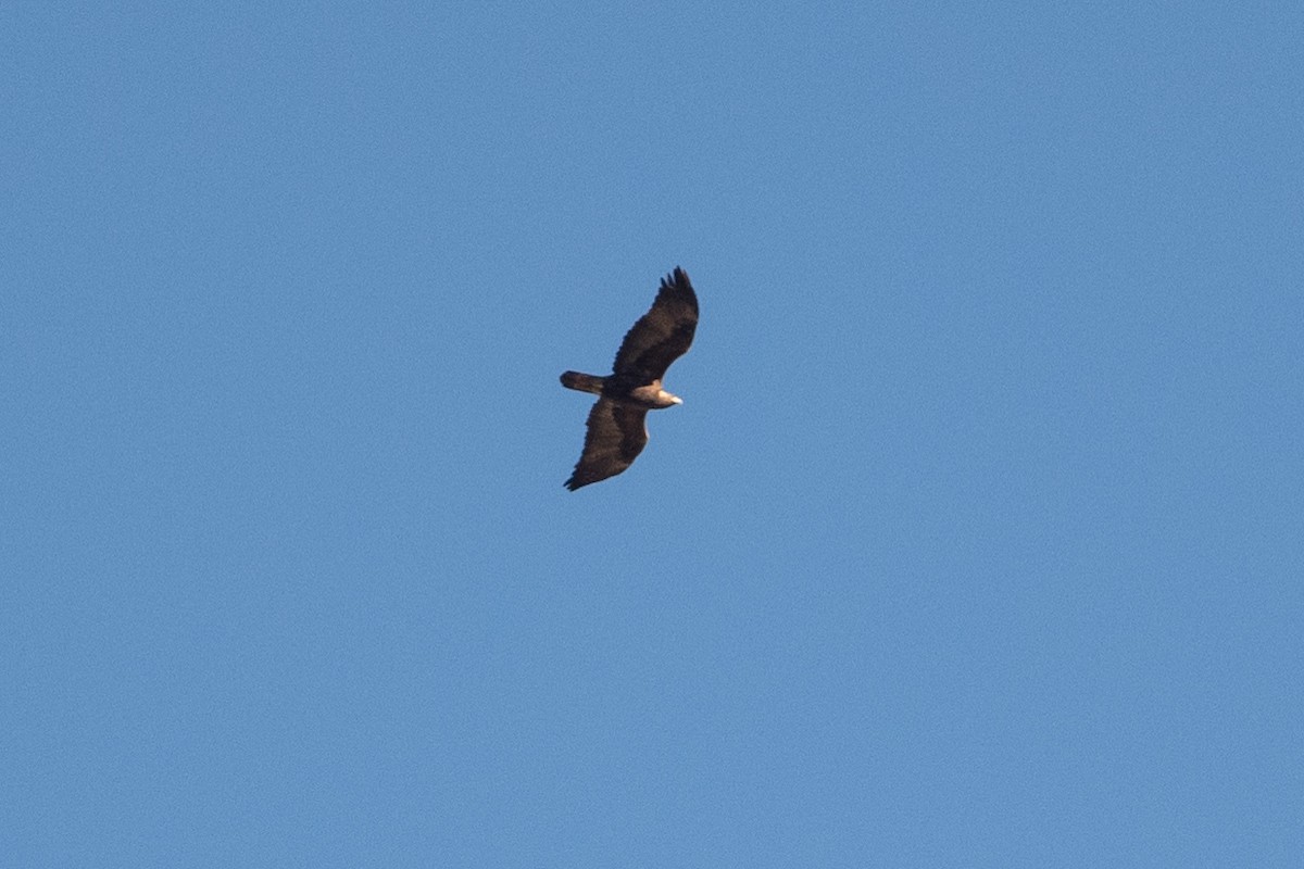 Águila Real - ML611928422
