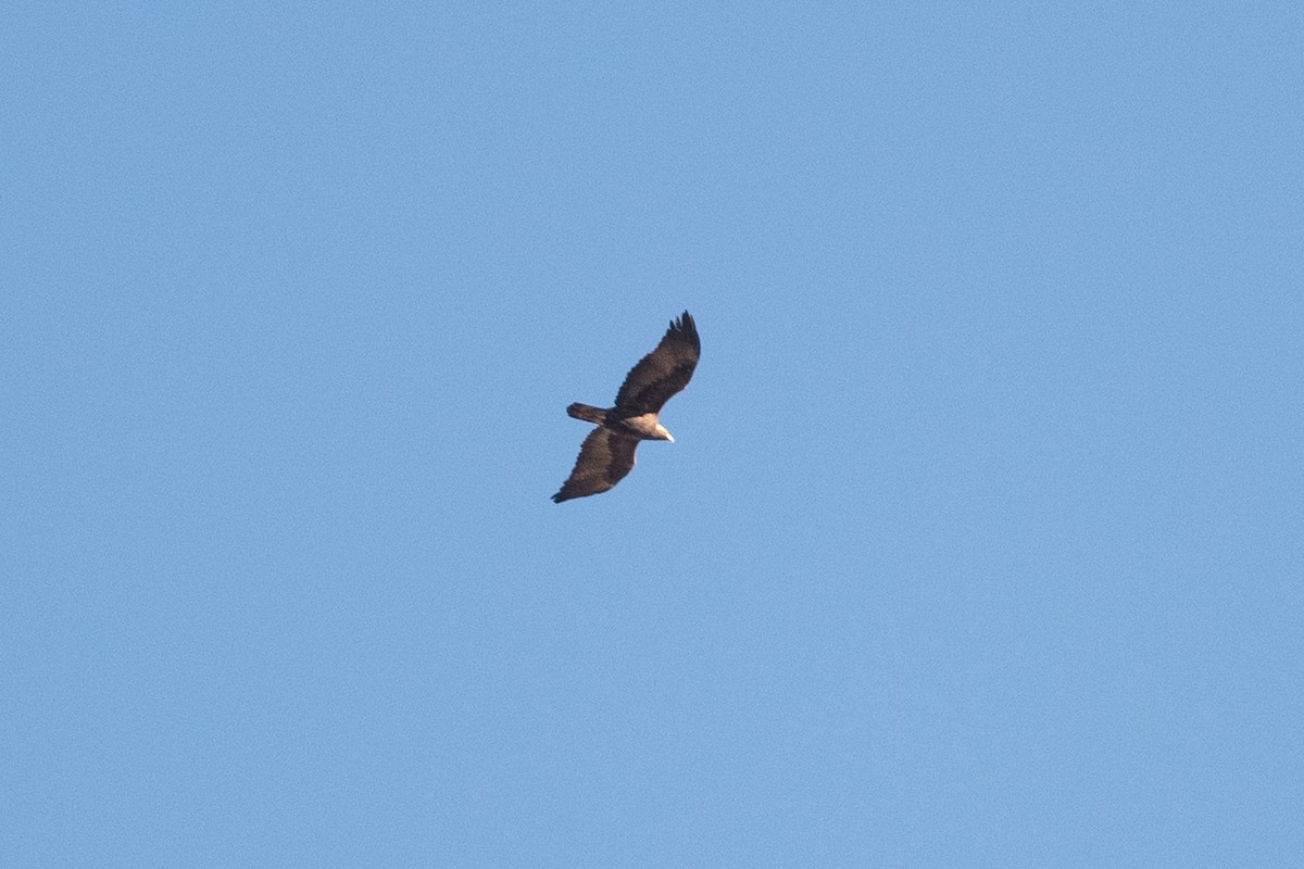 Águila Real - ML611928423