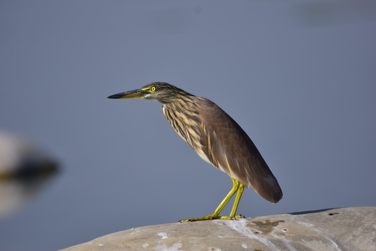 Indian Pond-Heron - Vipin Rao