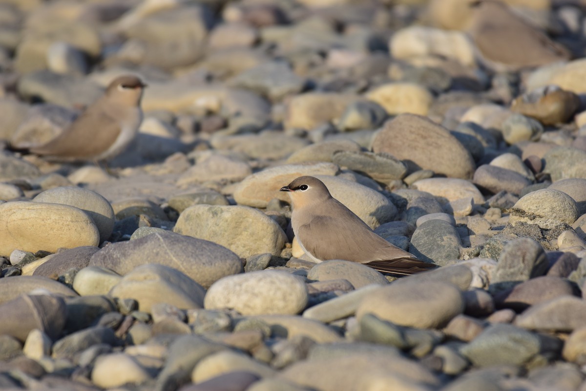 Small Pratincole - ML611928583