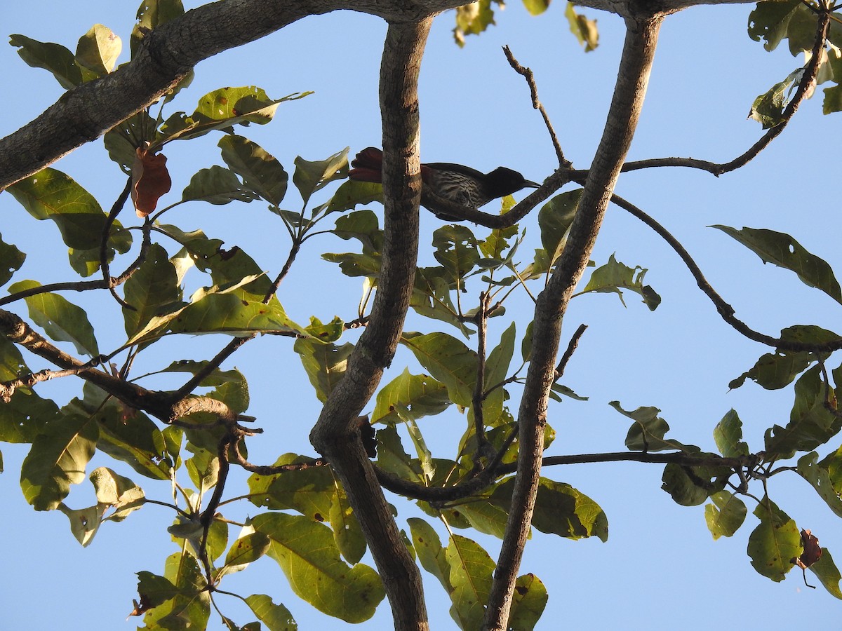 Maroon Oriole - Anjali Mullatti