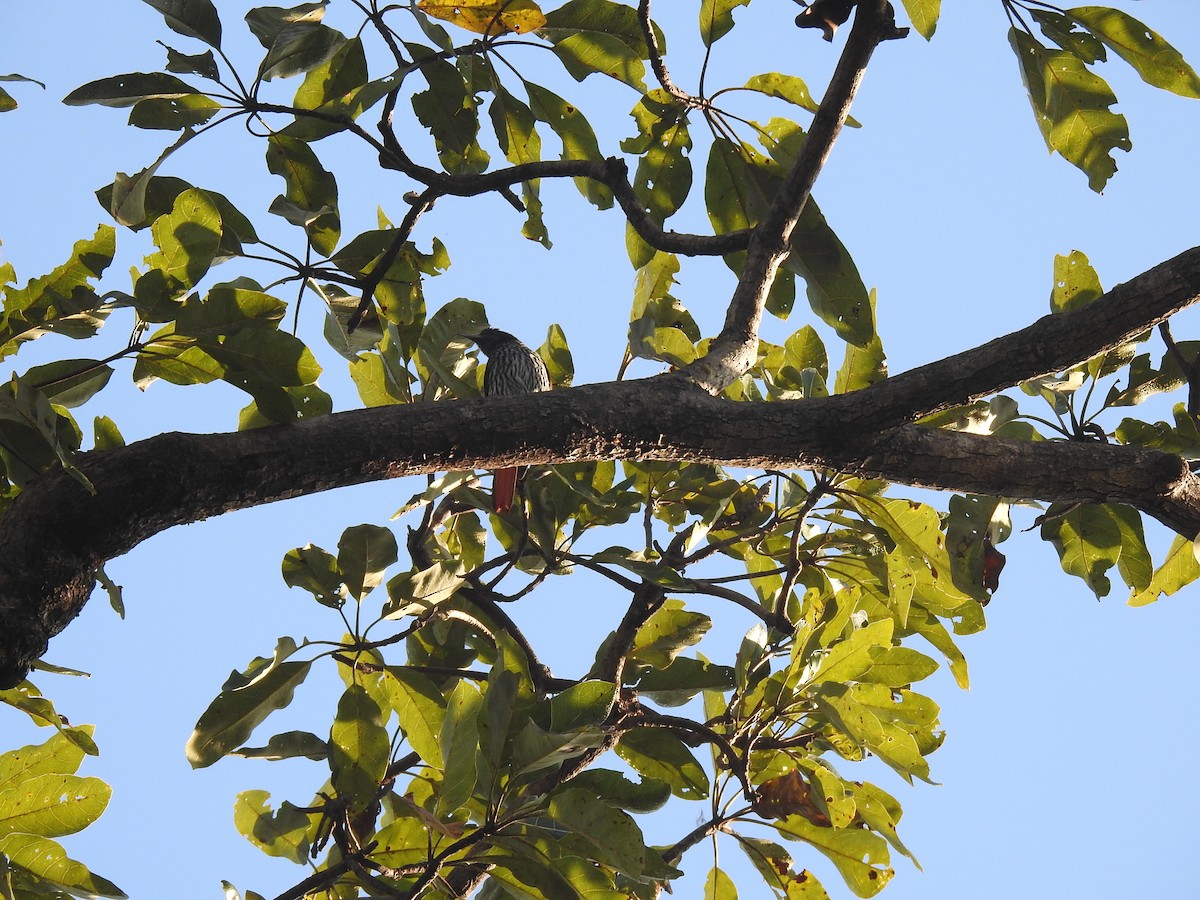 Maroon Oriole - Anjali Mullatti