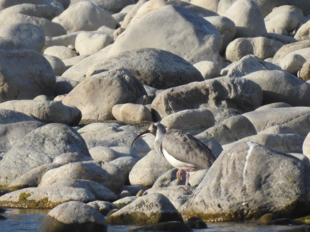 Ibisbill - Anjali Mullatti