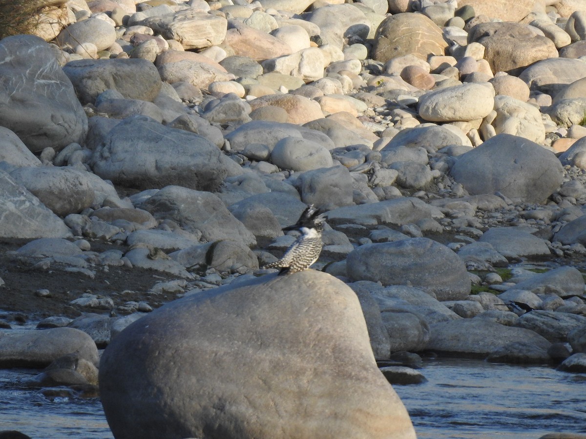 Crested Kingfisher - Anjali Mullatti