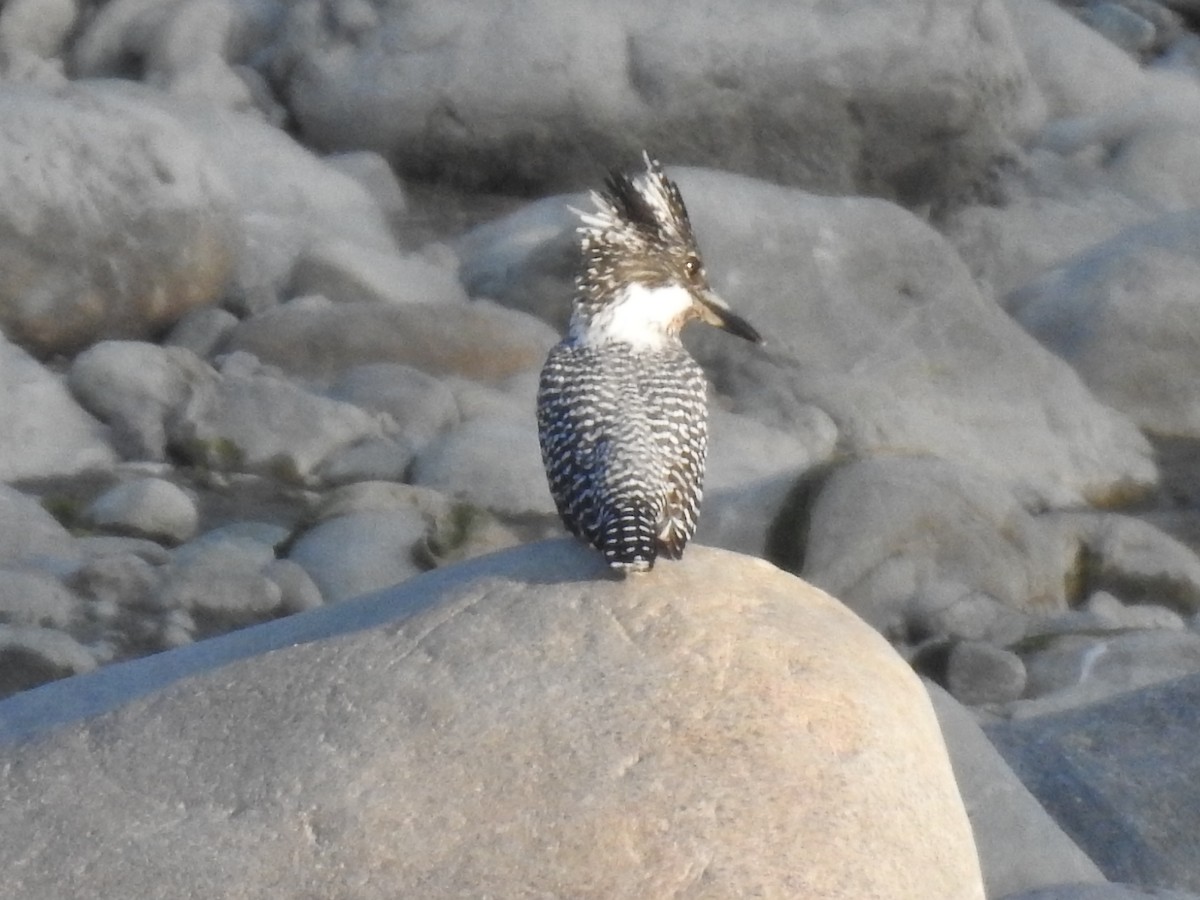 Crested Kingfisher - Anjali Mullatti