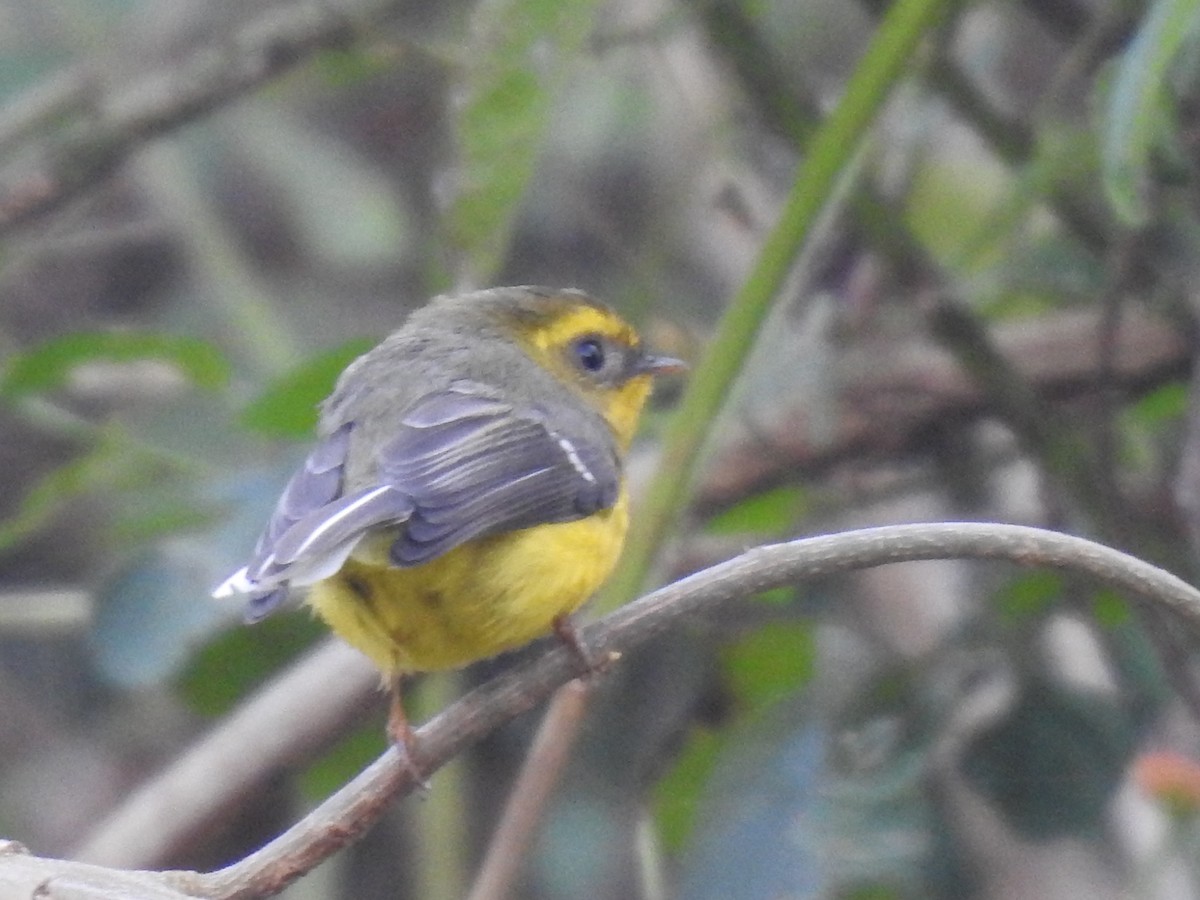 Yellow-bellied Fairy-Fantail - Anjali Mullatti